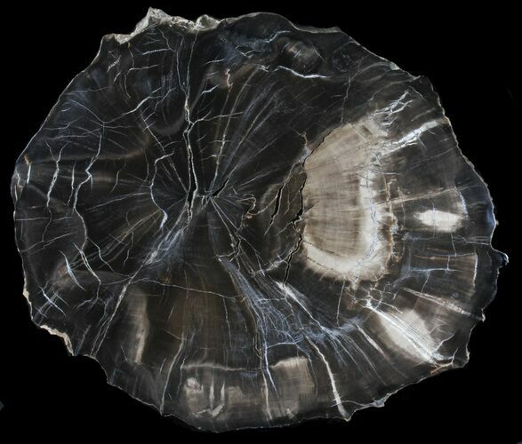 Thick, Petrified Wood (Woodworthia) Round - Arizona #39023